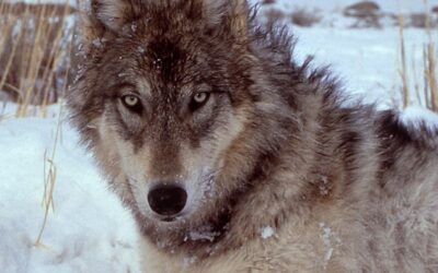 Nealon: The Indirect Cooperation between Wolves and Cougars in Yellowstone