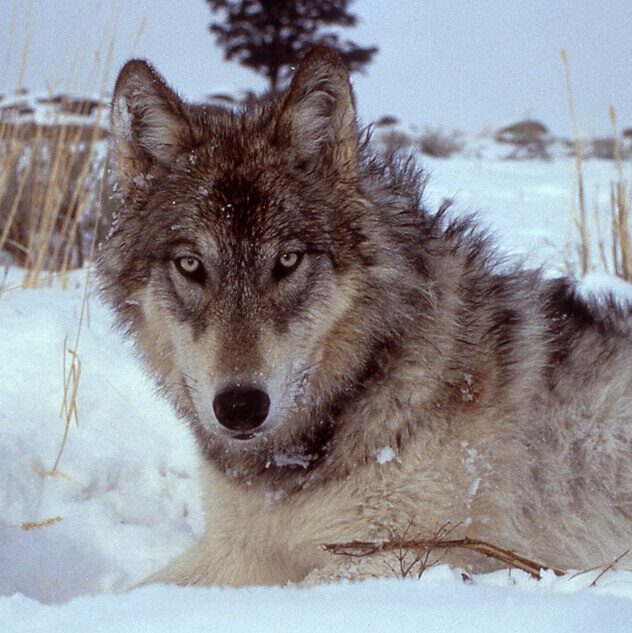 Wolf in Yellow National Park