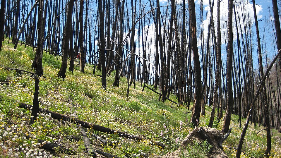Burn zone of a forest now facing regrowth
