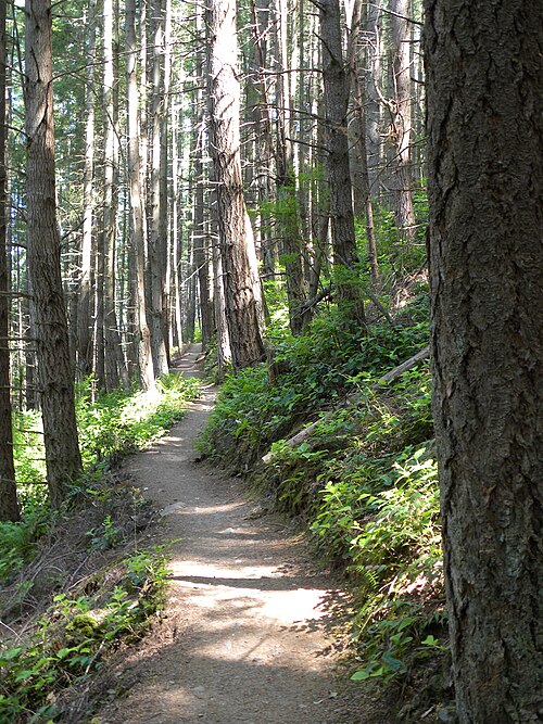 Forest trial in the Pacific Northwest