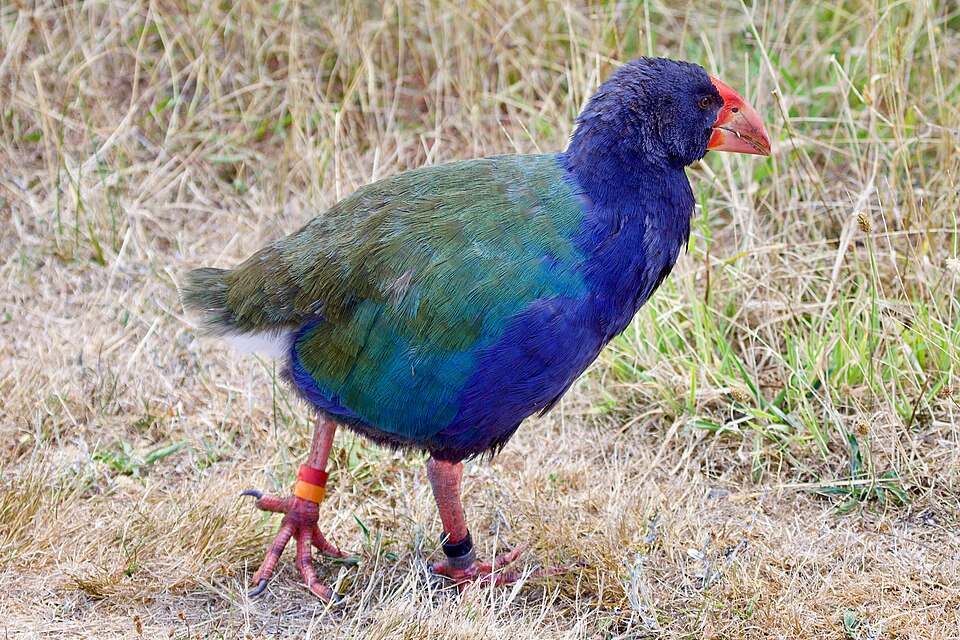 Picture of the Takahē bird